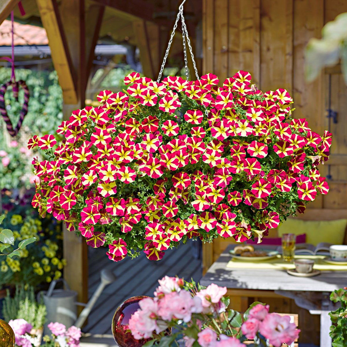 3x Petunia 'Amore Queen of Hearts' yellow-red