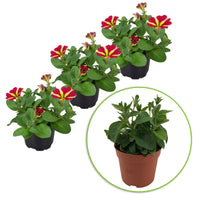 3x Petunia 'Amore Queen of Hearts' yellow-red