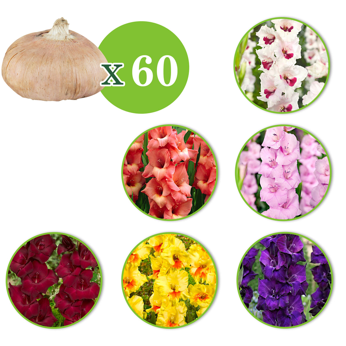 60x Gladiolus - Mix