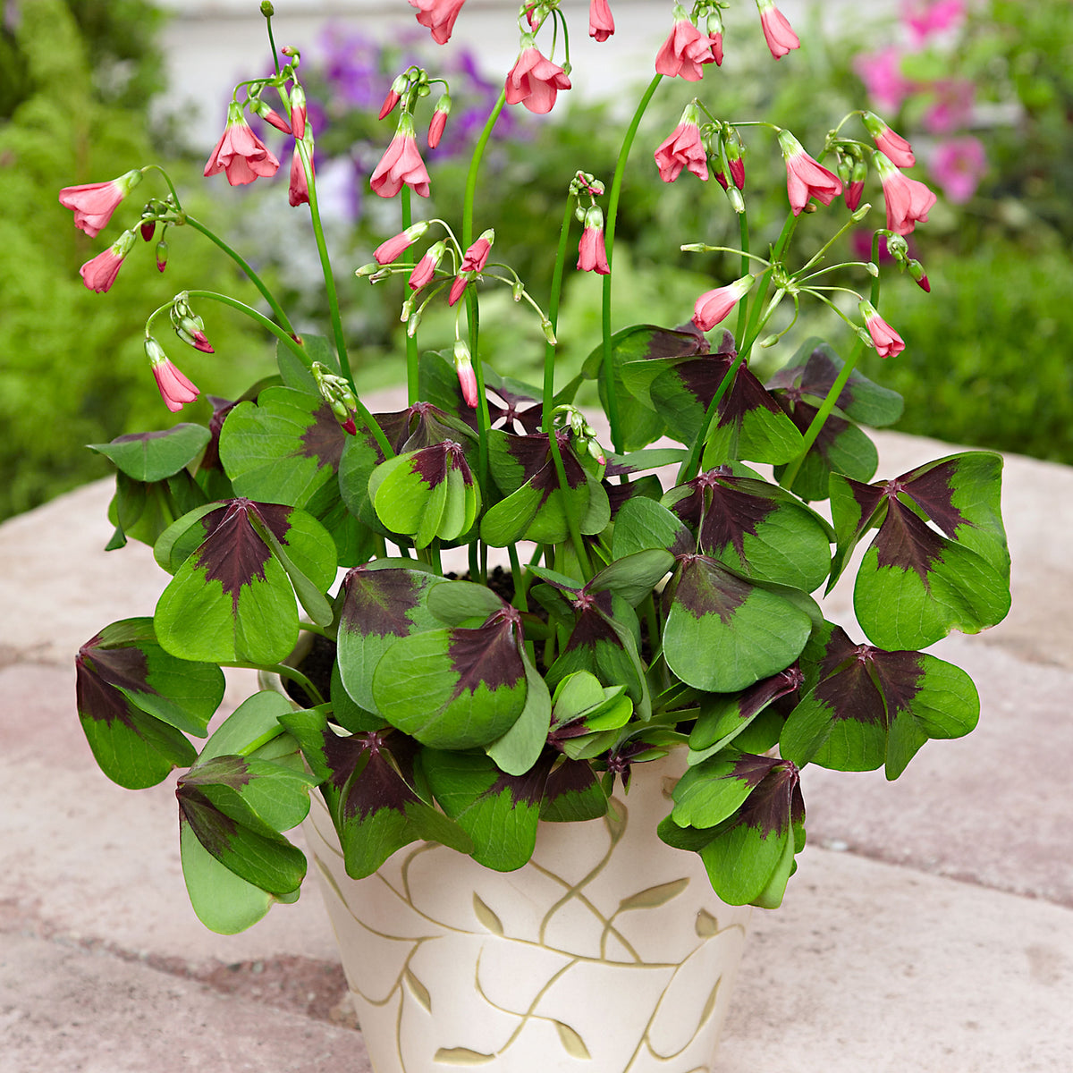 50x Wood sorrel 'Iron Cross' pink