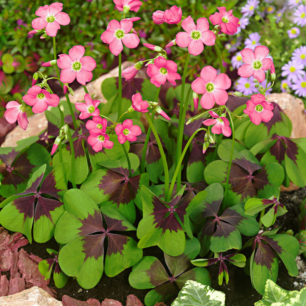 50x Wood sorrel 'Iron Cross' pink