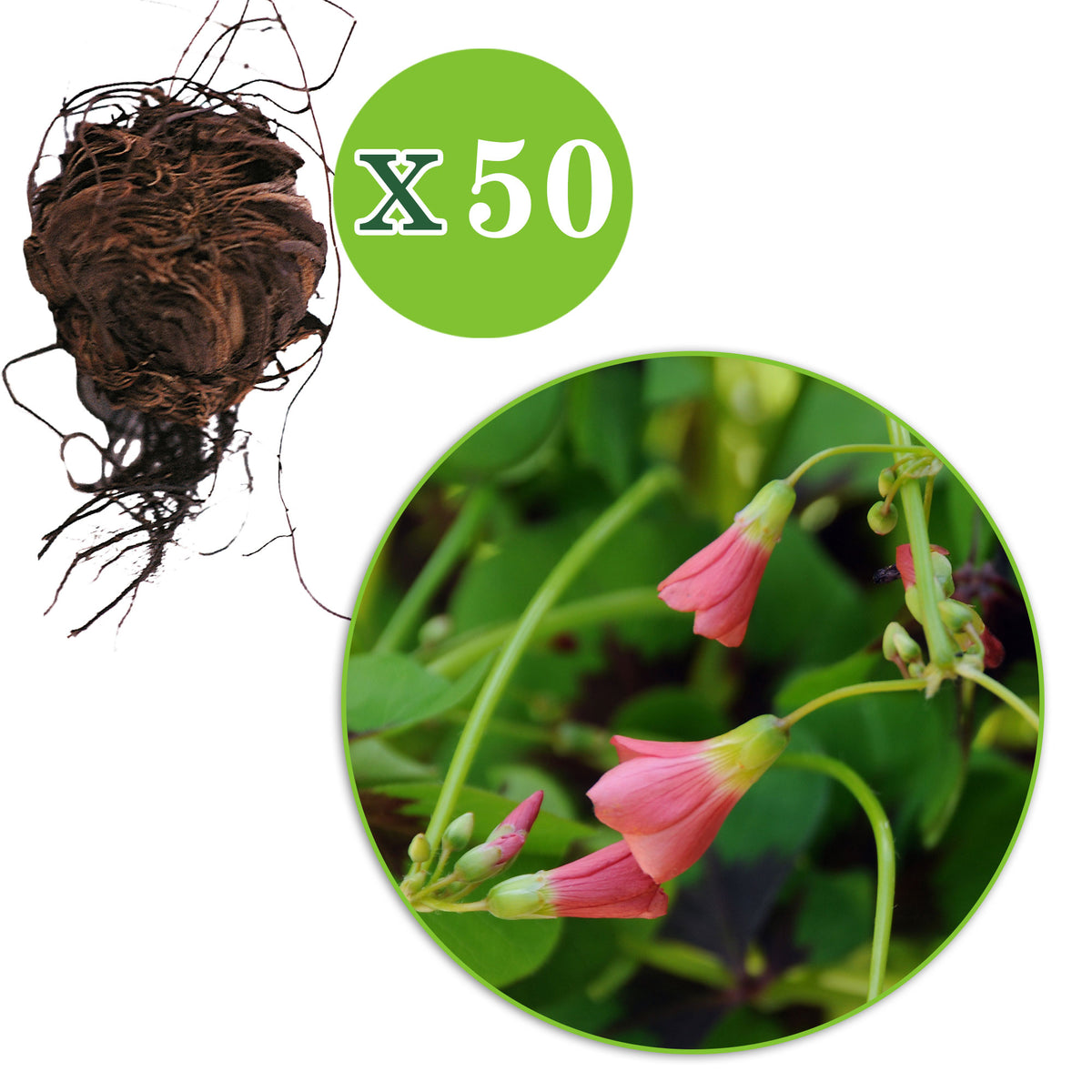 50x Wood sorrel 'Iron Cross' pink