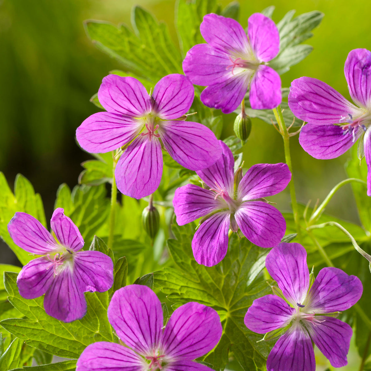Marsh cranesbill Geranium palustre purple - Marsh plant, waterside plant