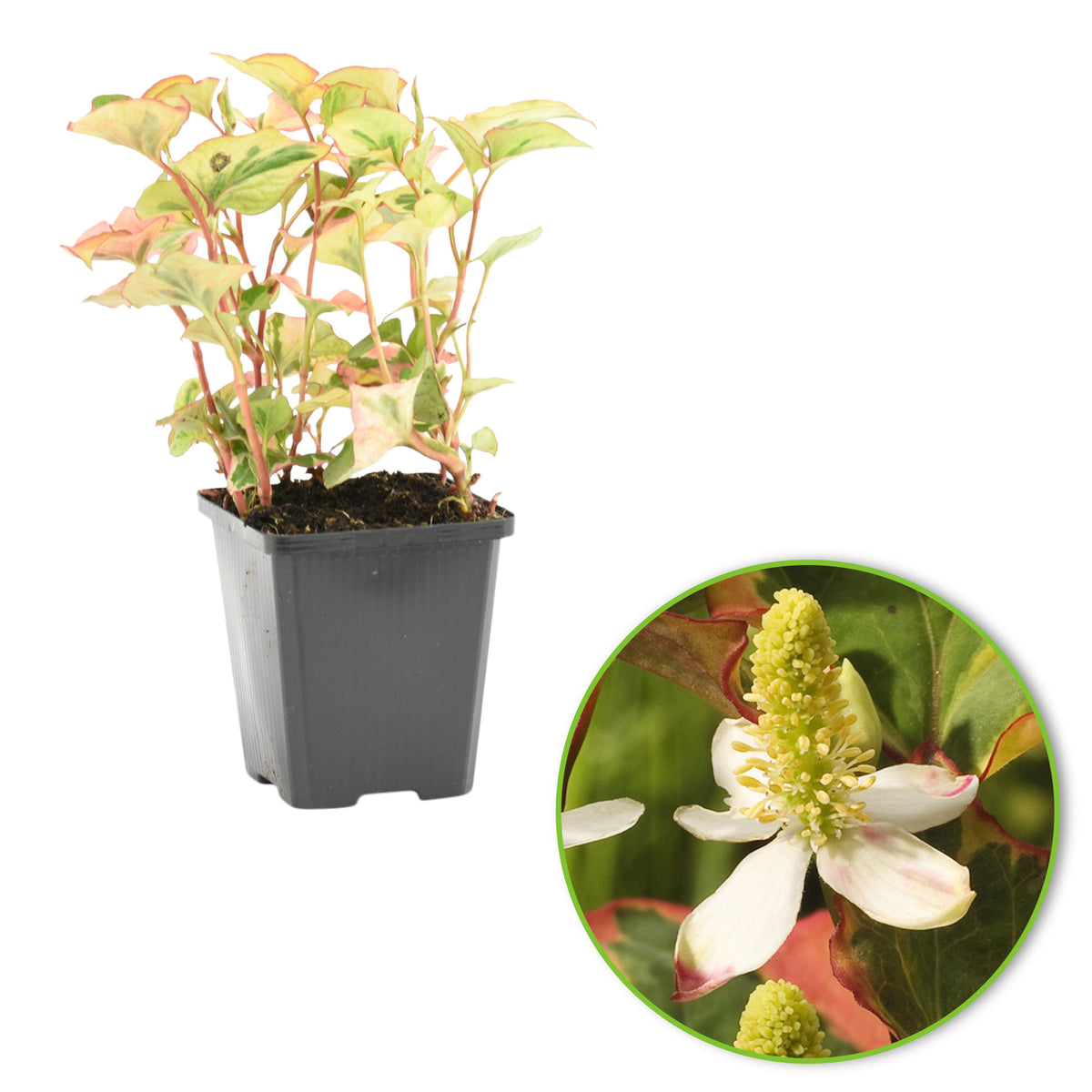 Heart-leaved houttuynia Houttuynia 'Chameleon' - Marsh plant, waterside plant