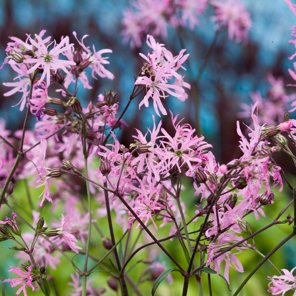 Ragged robin Lychnis flos-cuculi pink - Marsh plant, waterside plant