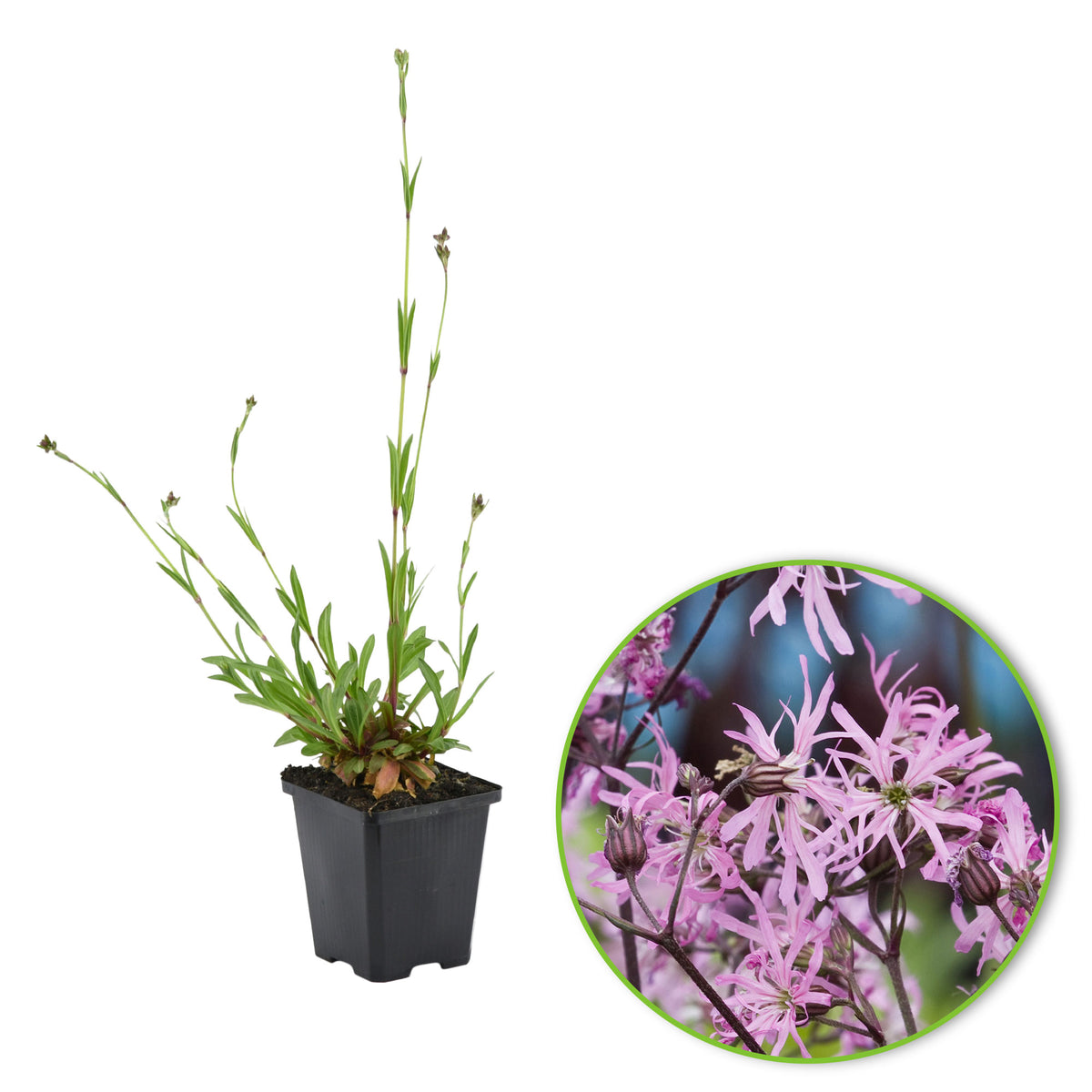 Ragged robin Lychnis flos-cuculi pink - Marsh plant, waterside plant