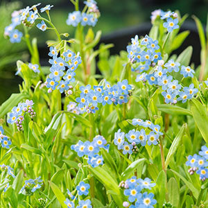 Water forget-me-not Myosotis palustris purple - Marsh plant, waterside plant