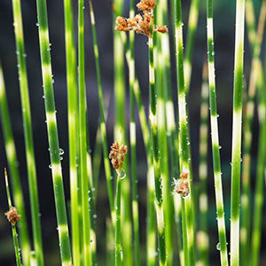 Softstem bulrush Schoenoplectus 'Zebrinus' - Marsh plant