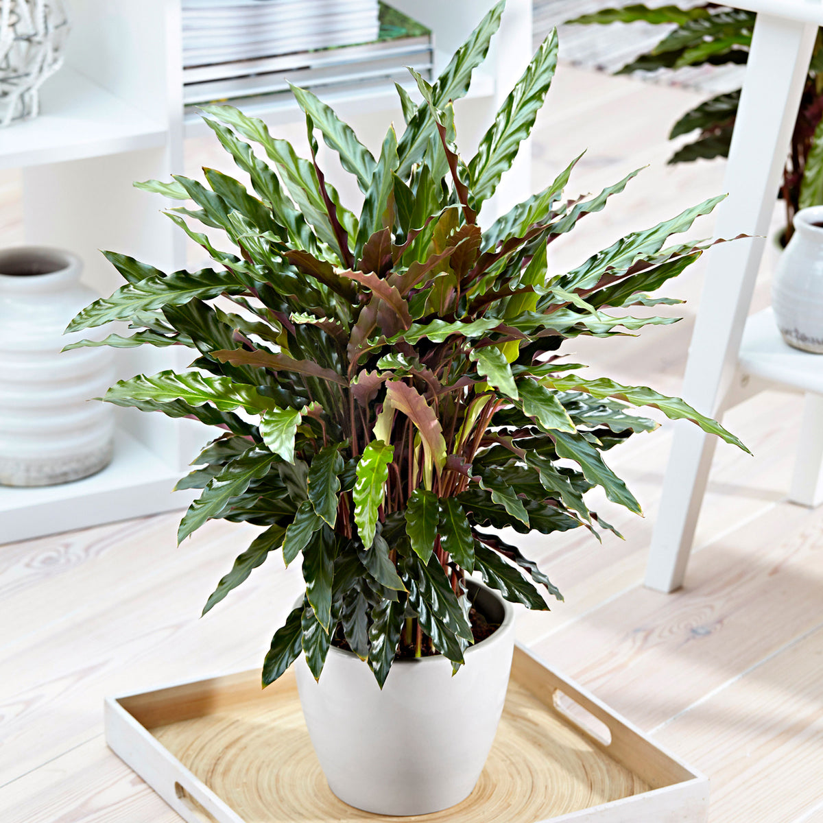 Velvet Calathea 'Elger Grass'