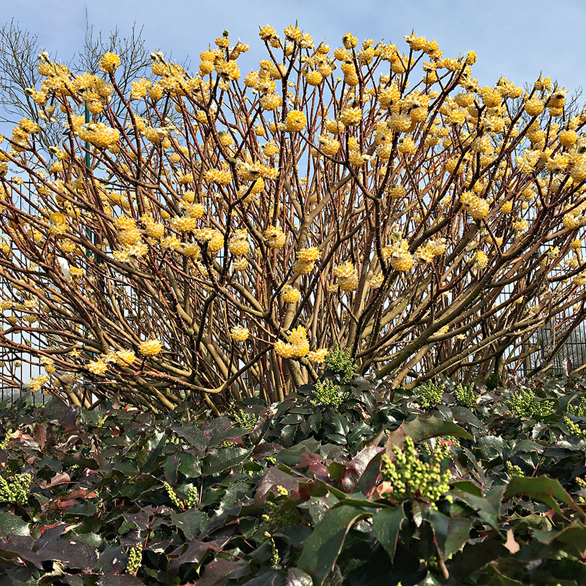 Edgeworthia 'Grandiflora' - Hardy plant
