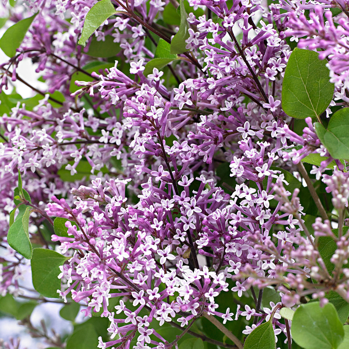 Dwarf lilac Syringa 'Dark Purple' purple - Hardy plant