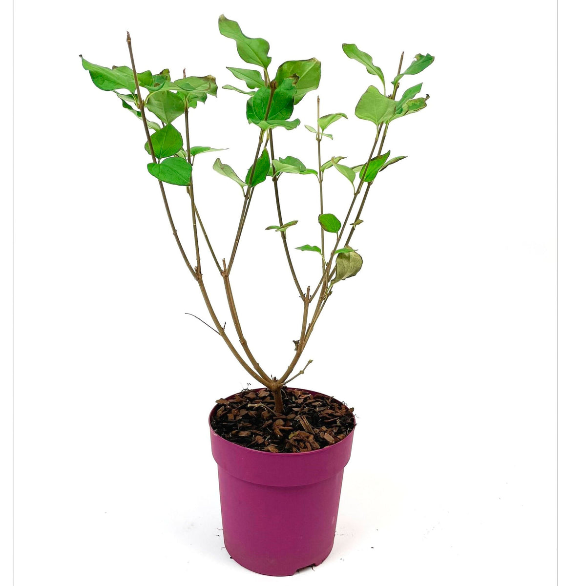 Dwarf lilac Syringa 'Dark Purple' purple - Hardy plant