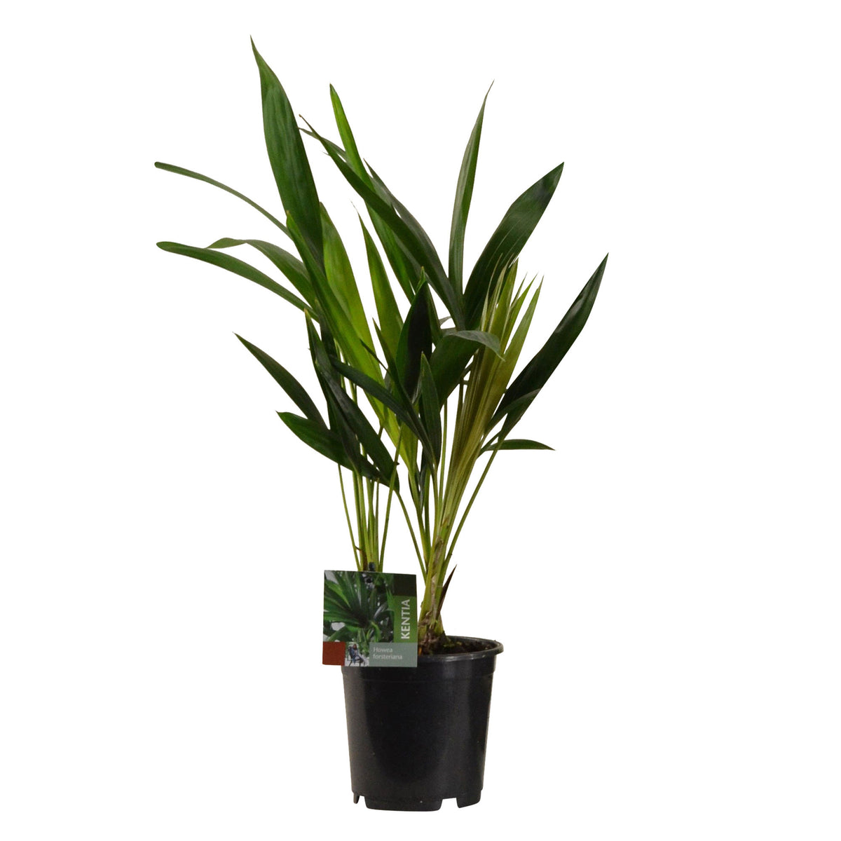 Kentia palm Howea forsteriana