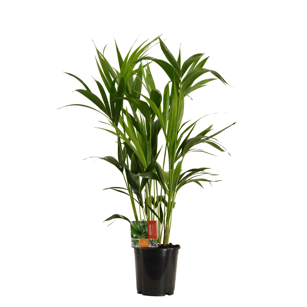 Kentia palm Howea forsteriana
