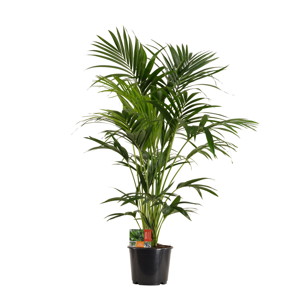 Kentia palm Howea forsteriana
