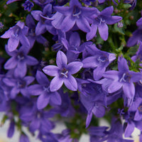 Bellflower Campanula 'Lavender' hardy perennial 'Lavender' Purple - Hardy plant
