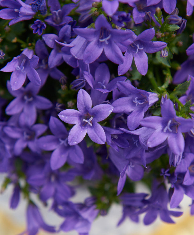 Bellflower Campanula 'Lavender' hardy perennial 'Lavender' Purple - Hardy plant