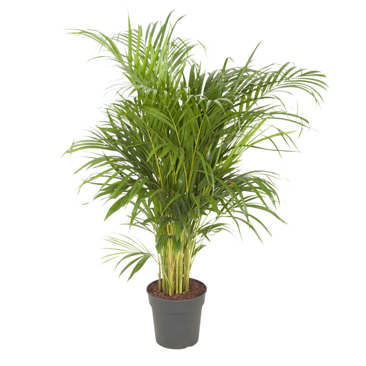 Areca palm Dypsis lutescens XL