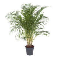 Areca palm Dypsis lutescens XL