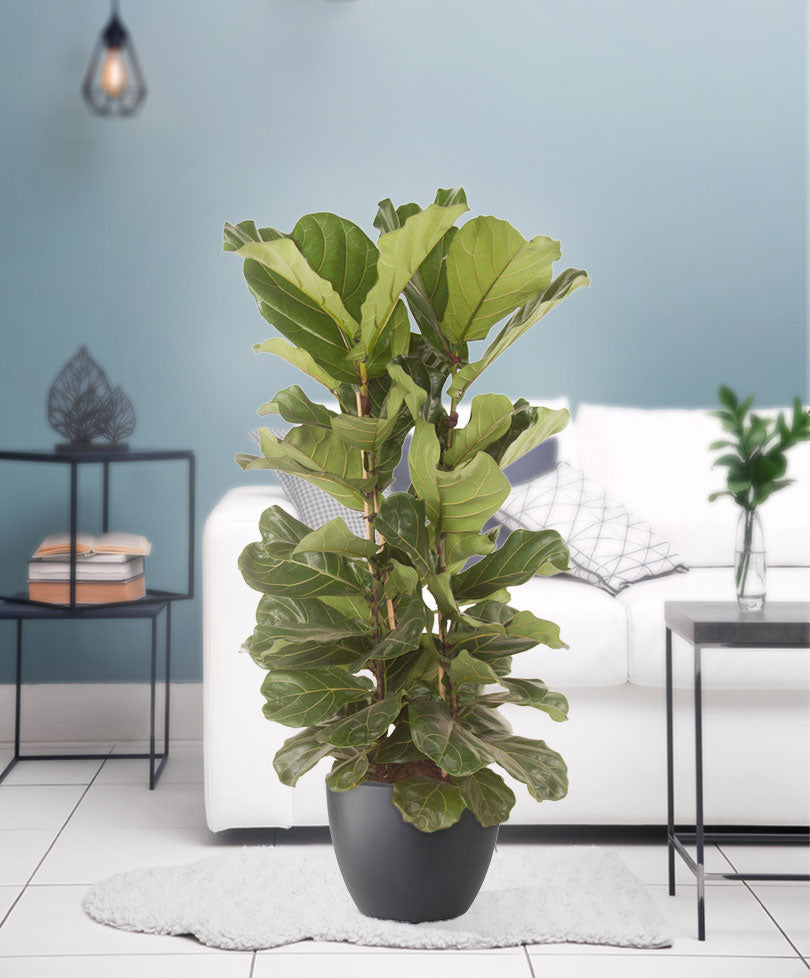 Fiddle Fig Leaf Ficus lyrata - branched