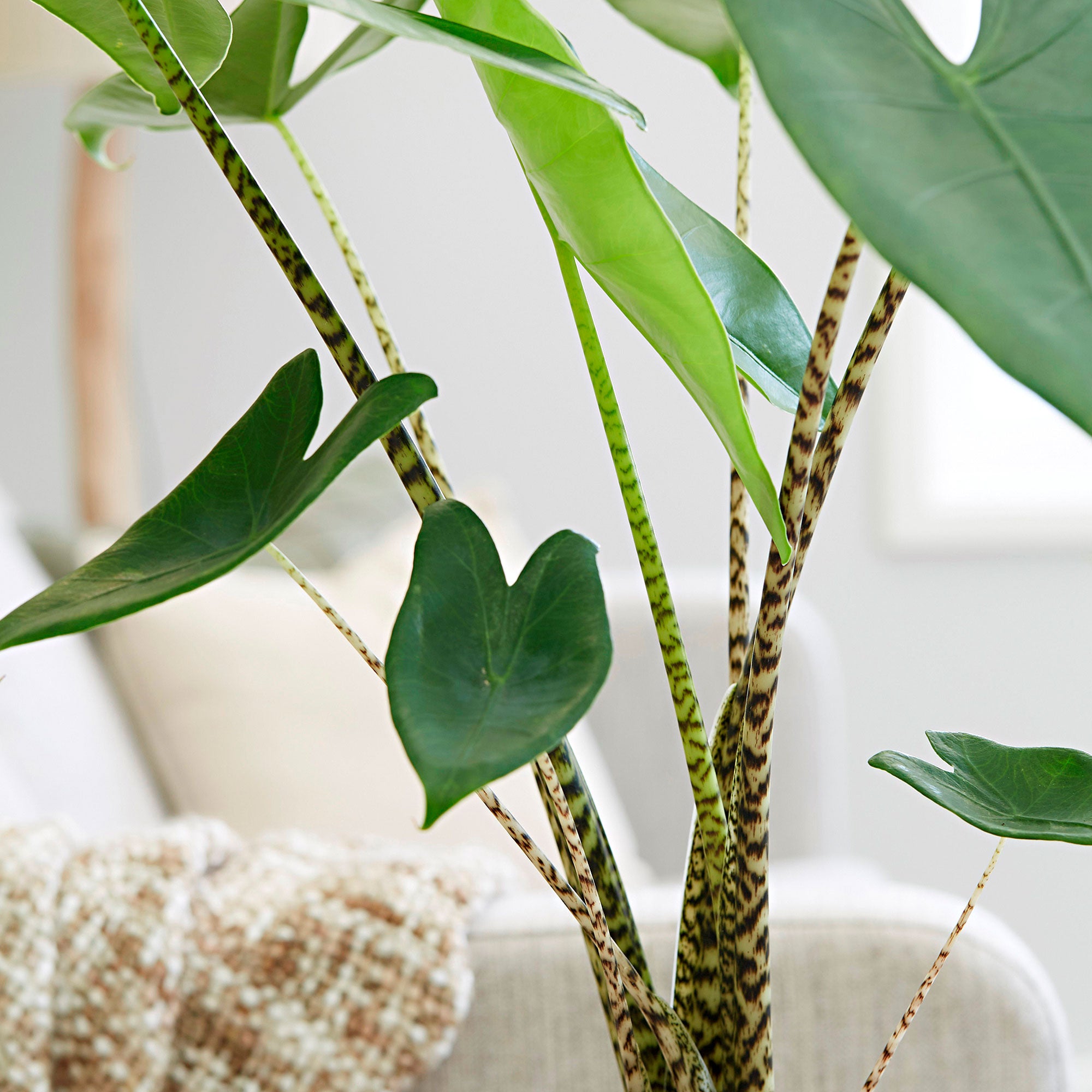 Elephant's ear (Taro) Alocasia zebrina