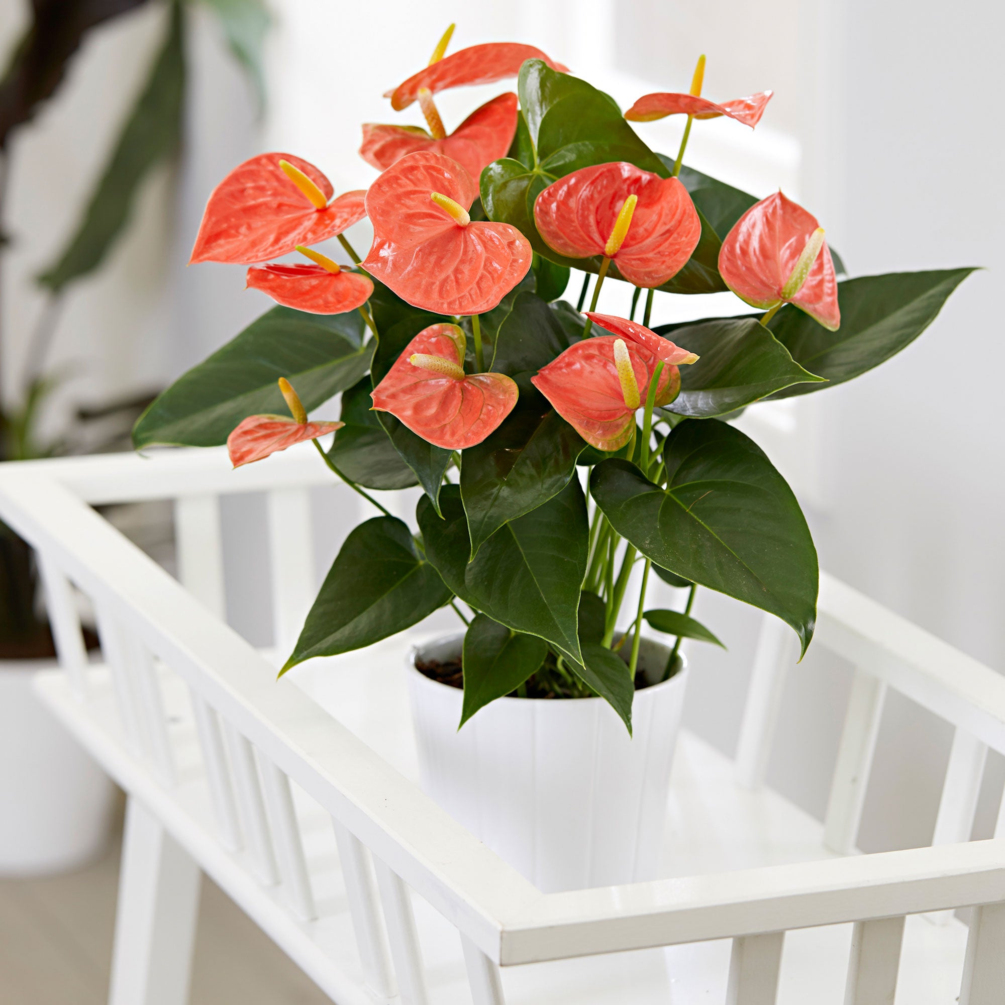 anthurium orange Flamingo plant Anthurium andreanum Orange