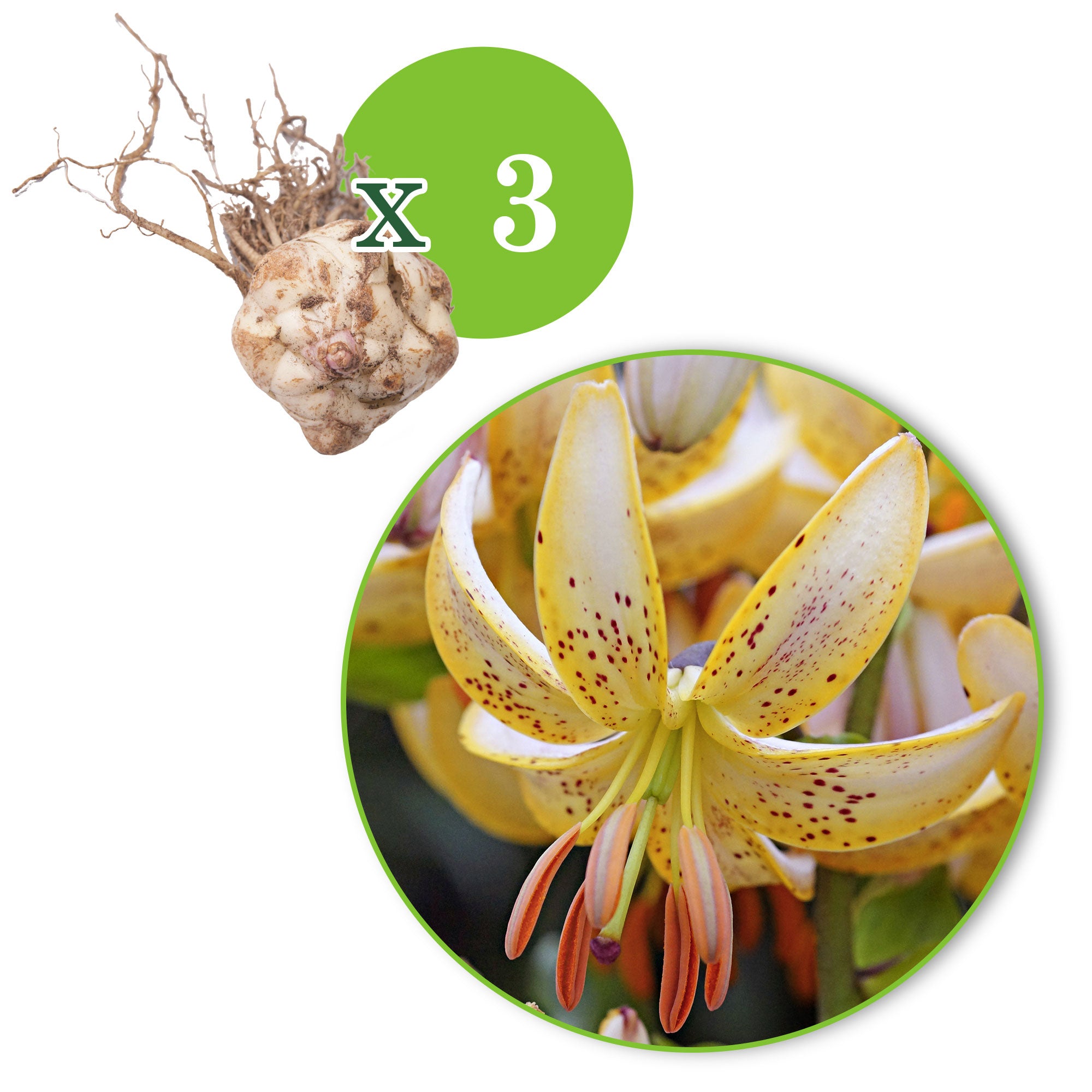 lily guinea white 3x Lilies Lilium 'Guinea White' white-yellow