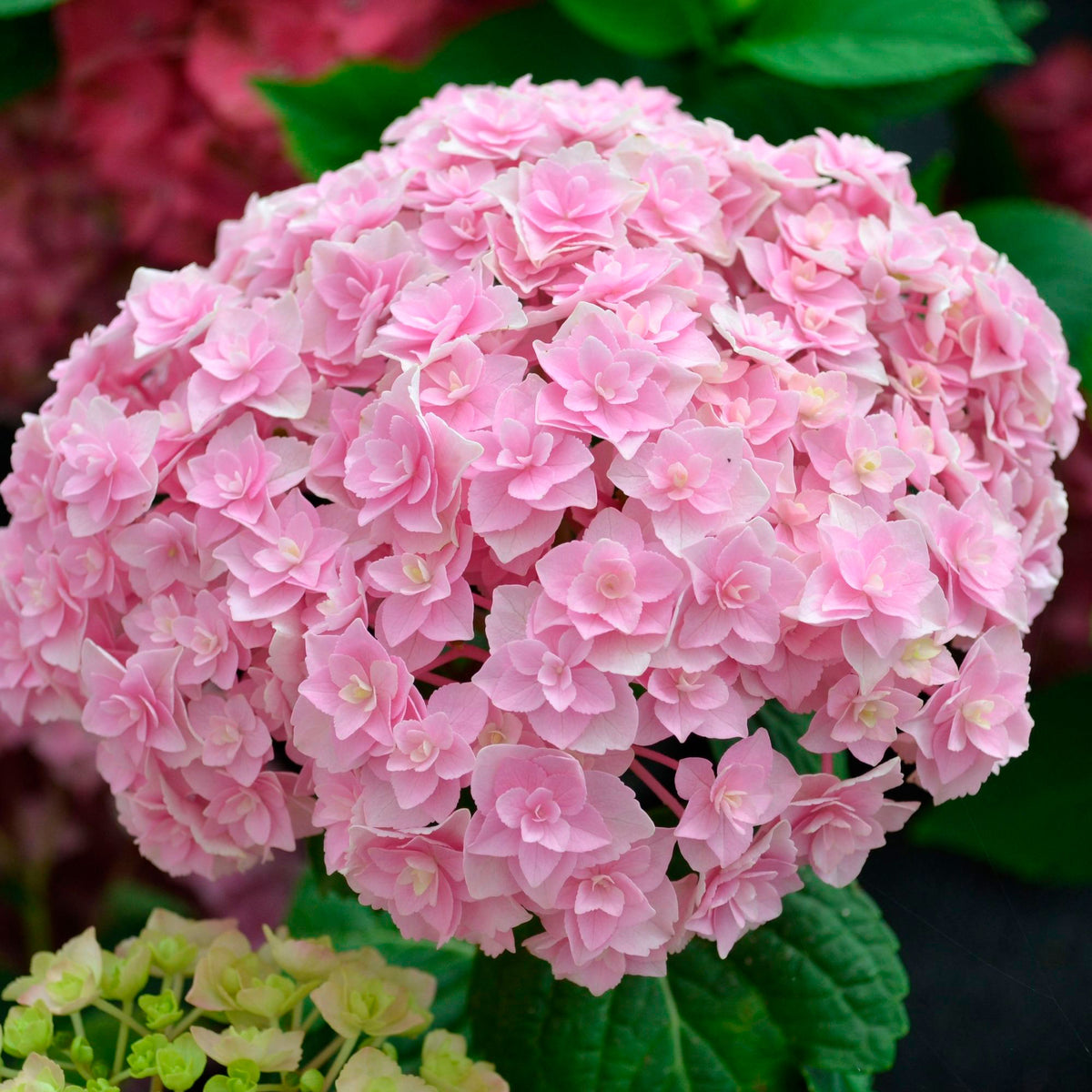 Bigleaf hydrangea Hydrangea 'Doppio Nuvola' Pink - Hardy plant