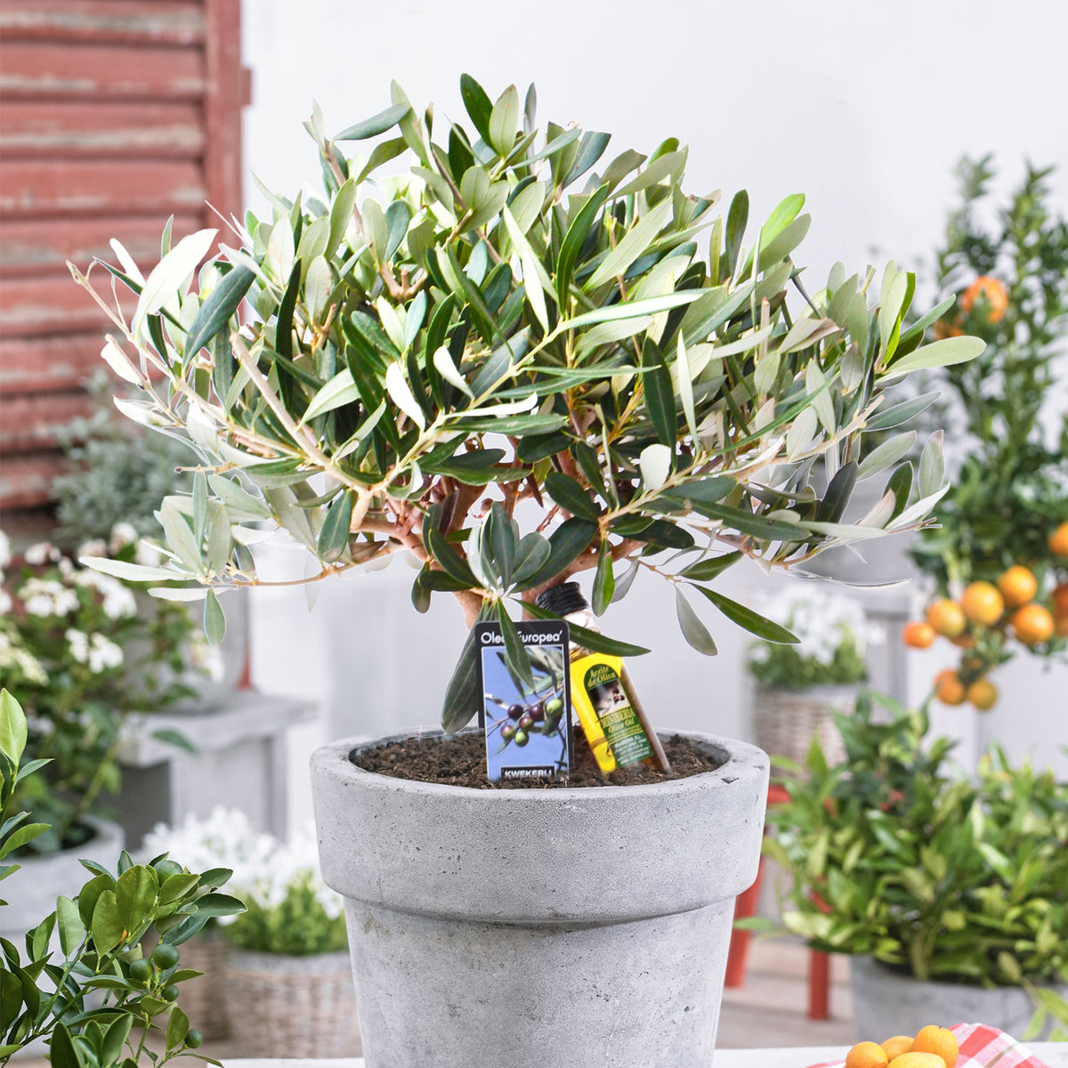 Olive tree Olea europeana shrub 35-45 cm