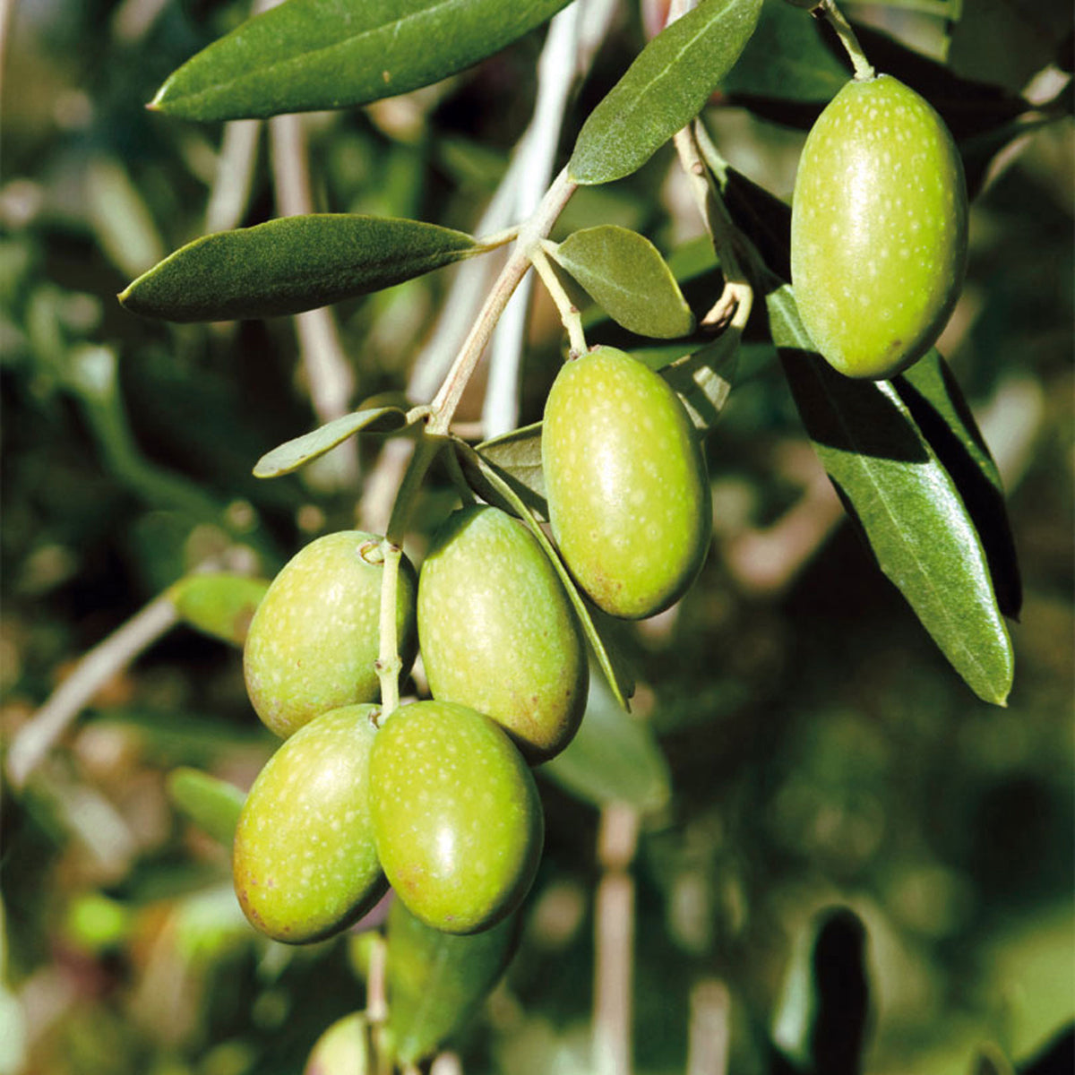 Olive tree Olea europeana on stem 70–75 cm