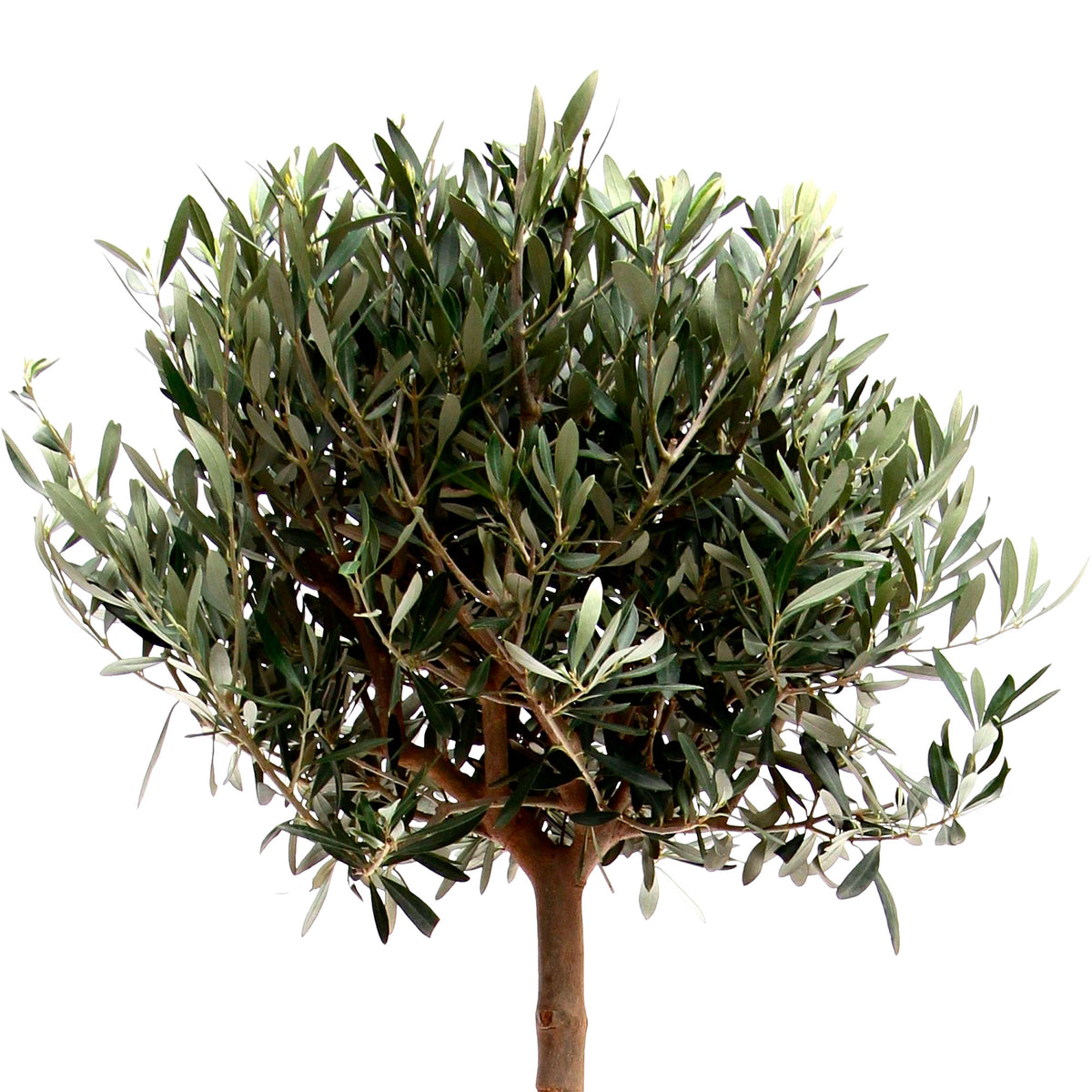 Olive tree Olea europeana on stem 150–155 cm