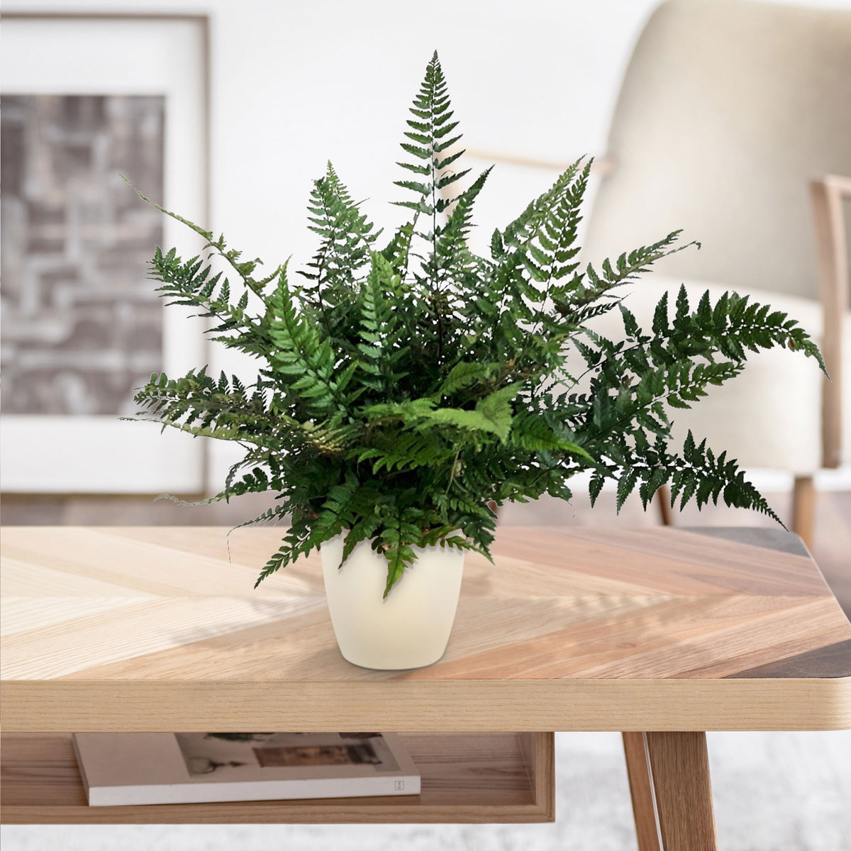 Shield fern Polystichum tsussimense
