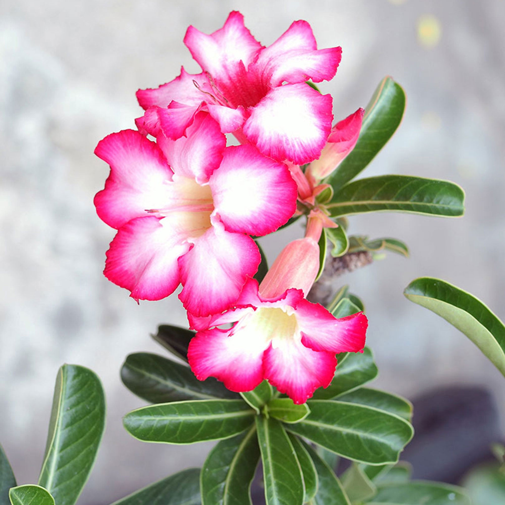 5 Graines Adenium Obesum 'Lemon Pink' - Rose Du Désert - Plante Succulente à Fleurs - Origine Europe
