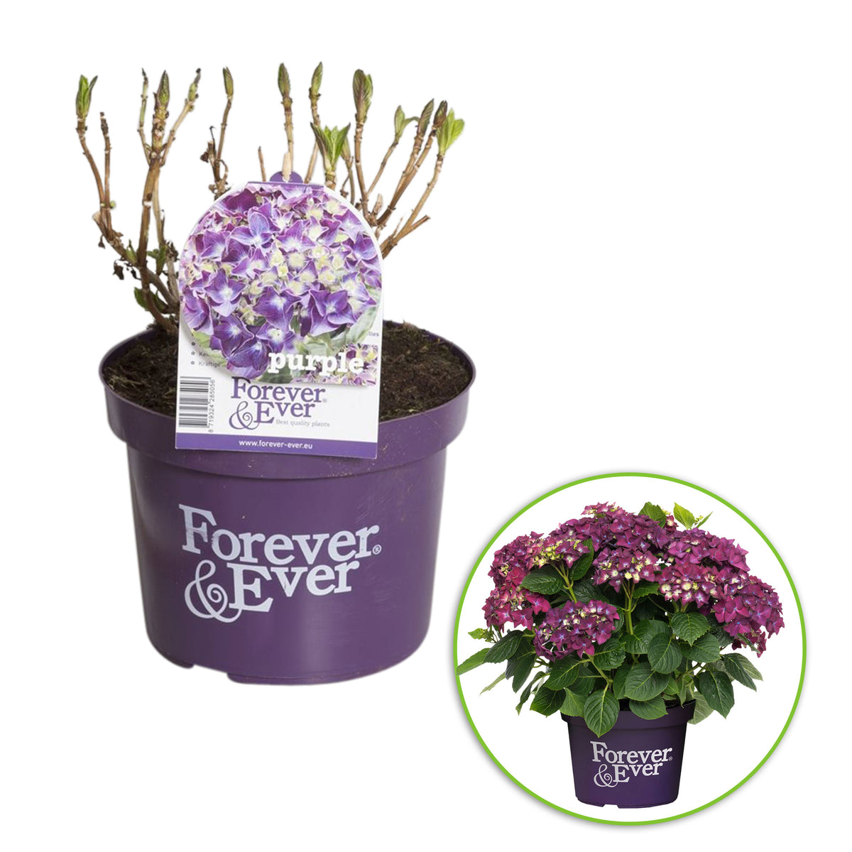 Bigleaf hydrangea Hydrangea macrophylla Purple - Hardy plant