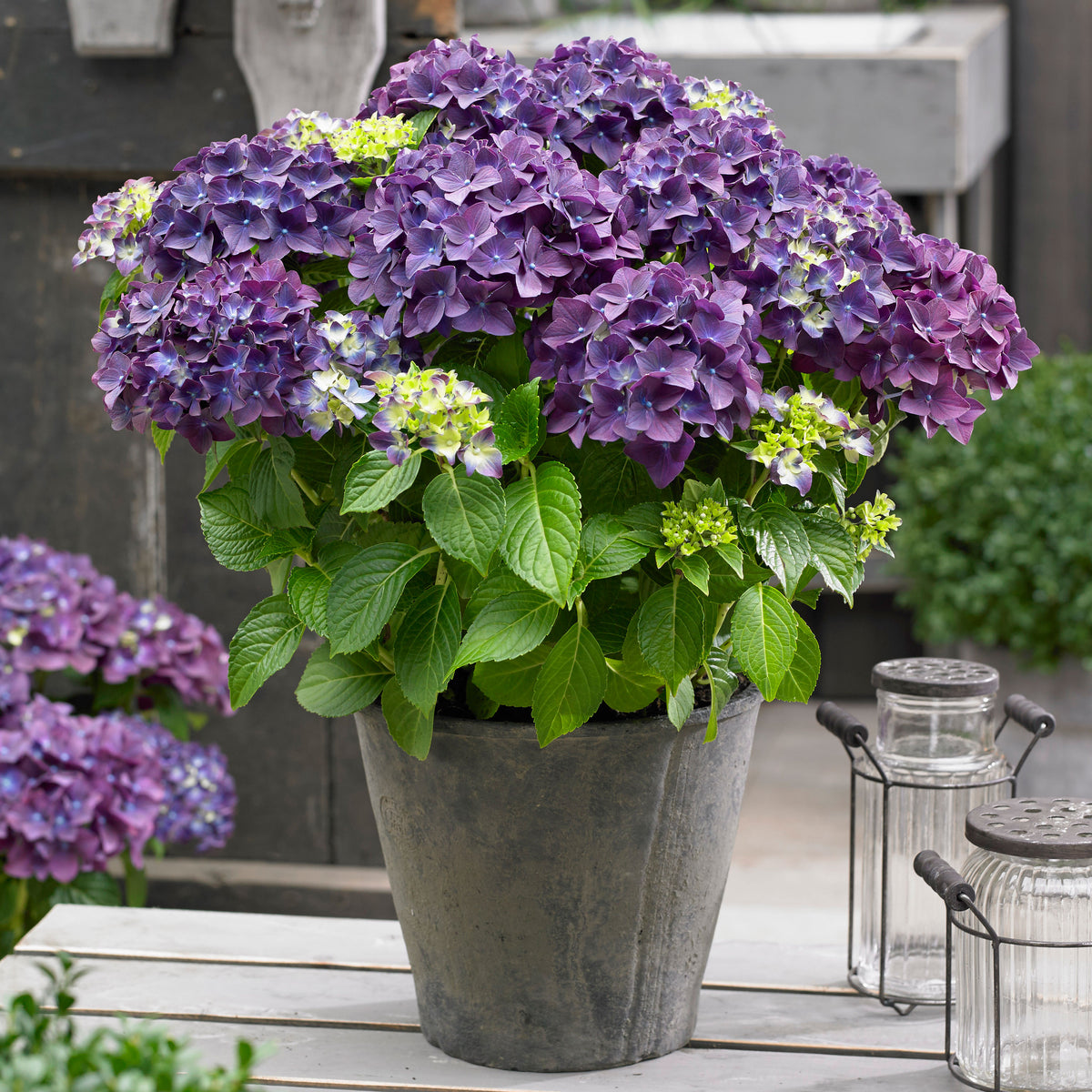 Bigleaf hydrangea Hydrangea macrophylla Purple - Hardy plant