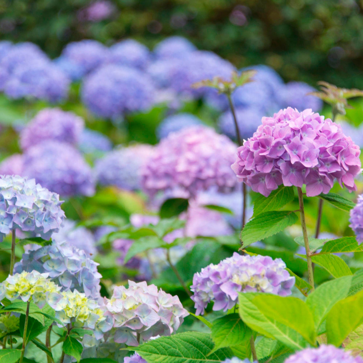 Bigleaf hydrangea Hydrangea 'Jewel' Blue-Purple - Hardy plant