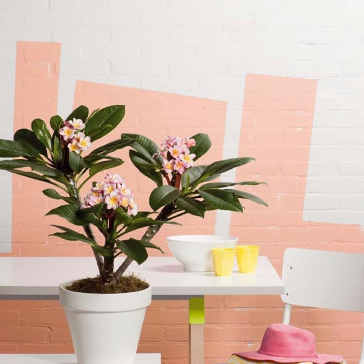 Temple Tree Frangipani Plumeria 'Hawaiian' Pink