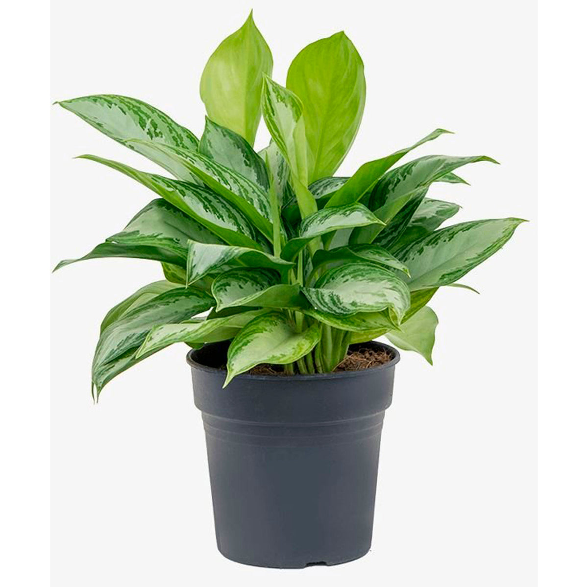 Chinese evergreen Aglaonema 'Silver Bay' grey-green