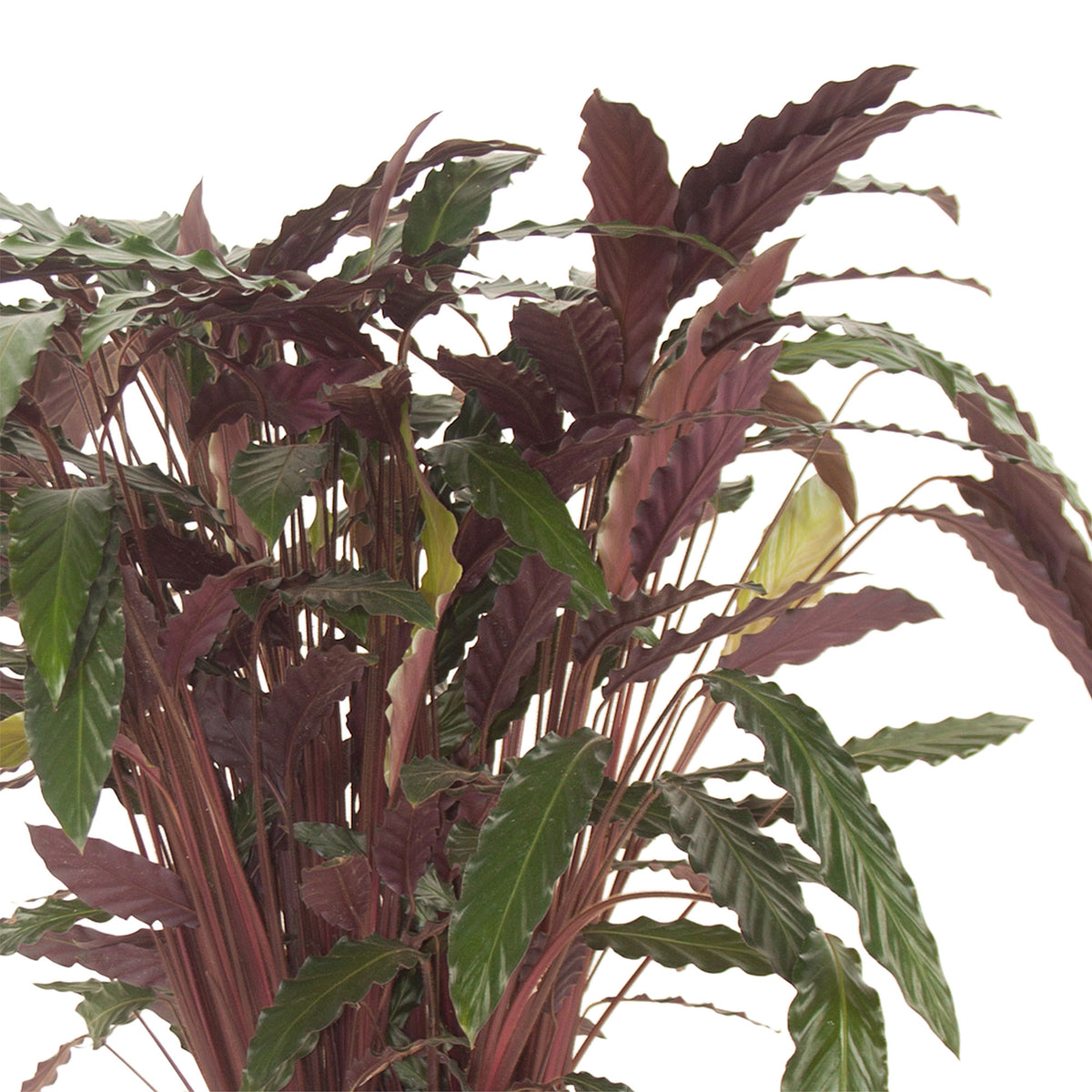 Velvet Calathea 'Wavestar' XL