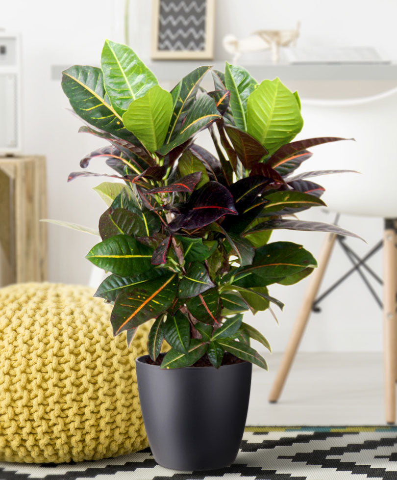 Croton Codiaeum 'Petra'