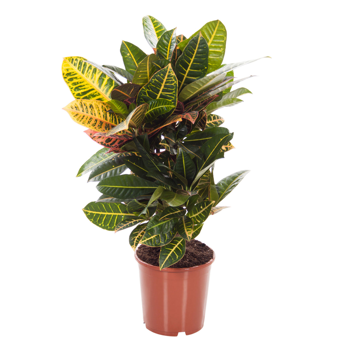 Croton Codiaeum 'Petra'