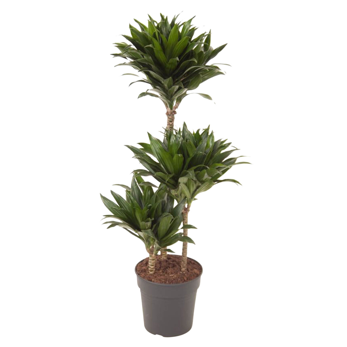 Dragon Tree Dracaena 'Compacta'