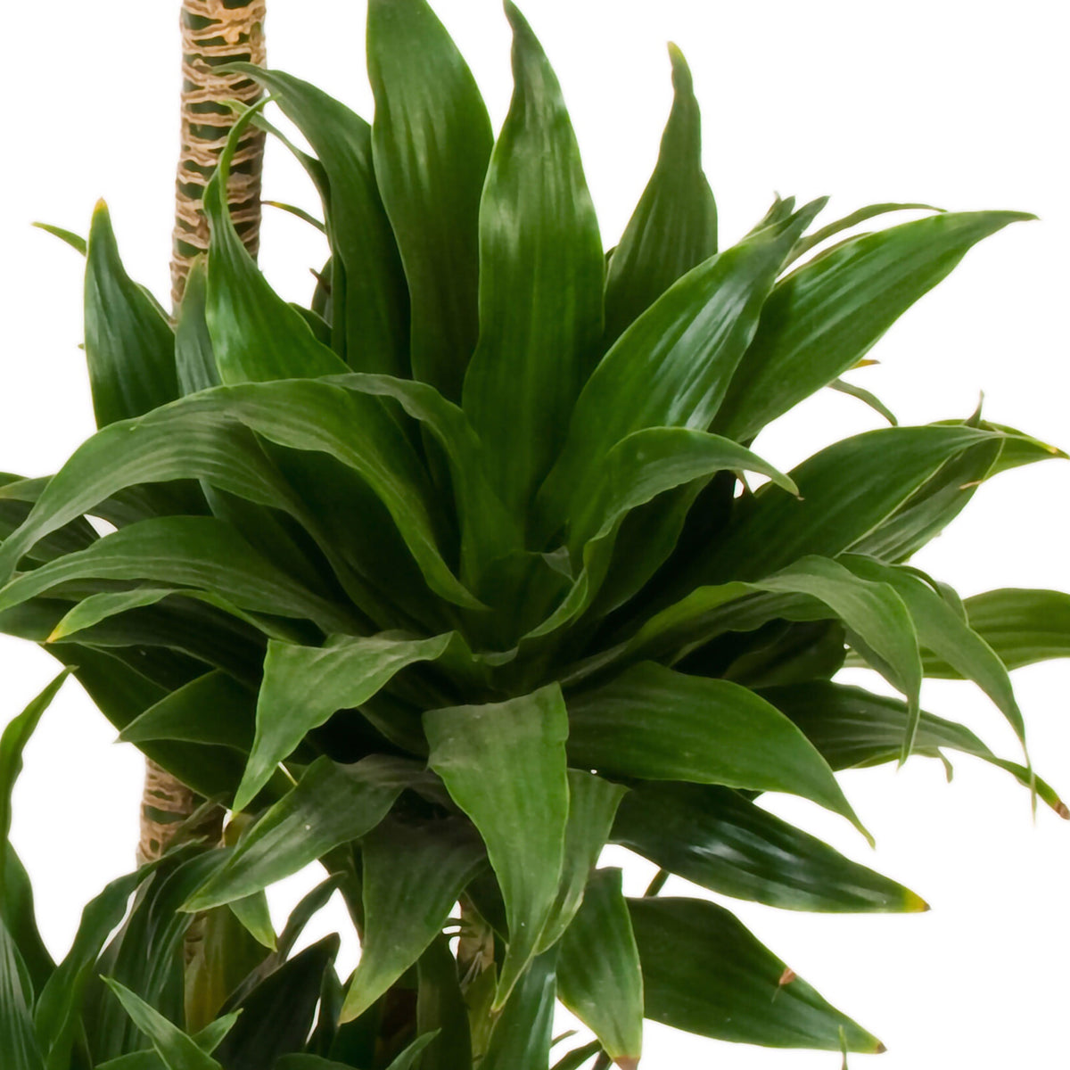 Dragon Tree Dracaena 'Compacta'