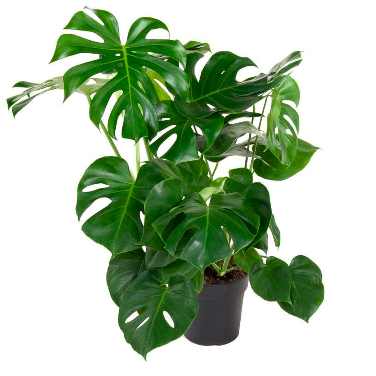 Swiss cheese plant Monstera deliciosa