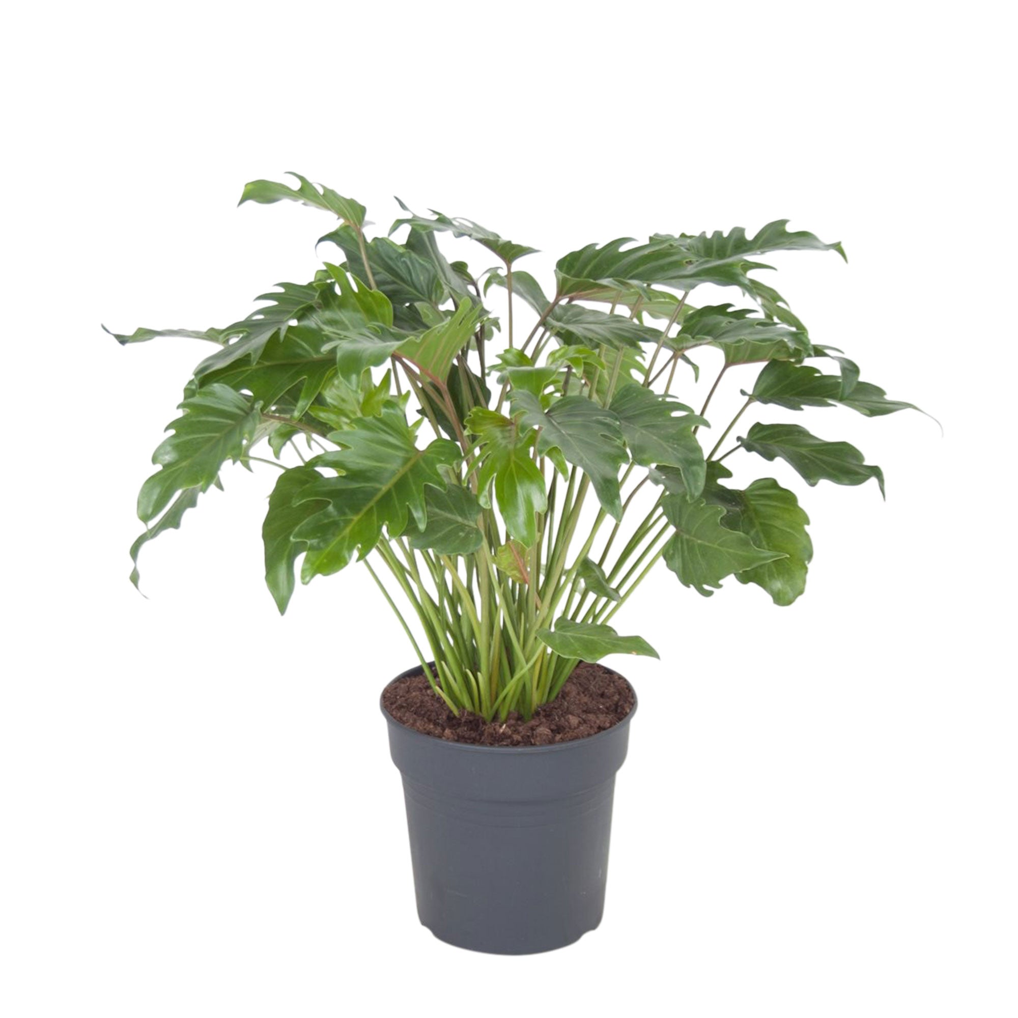 philodendron xanadu lemon Buy house plants now Philodendron xanadu