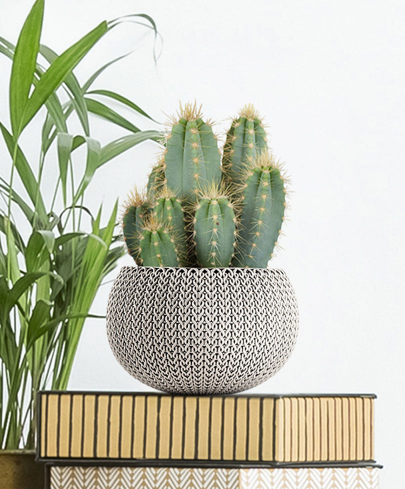 Columnar cactus Pilocereus azureus
