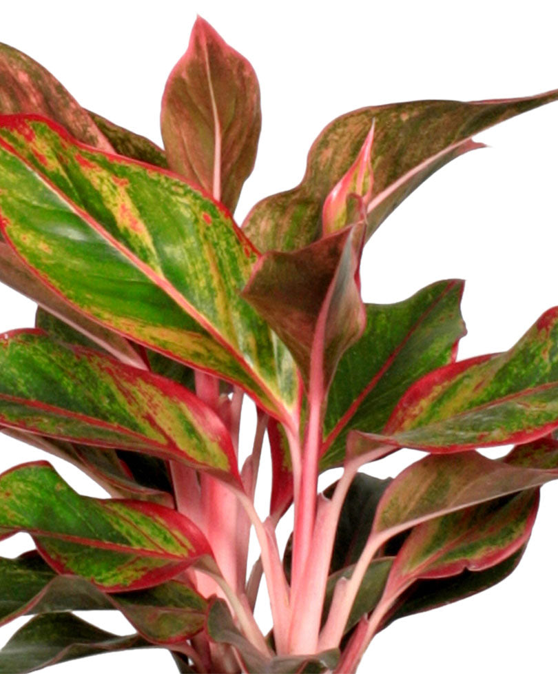aglaonema crete origin Buy house plants now Chinese evergreen Aglaonema 'Crete'