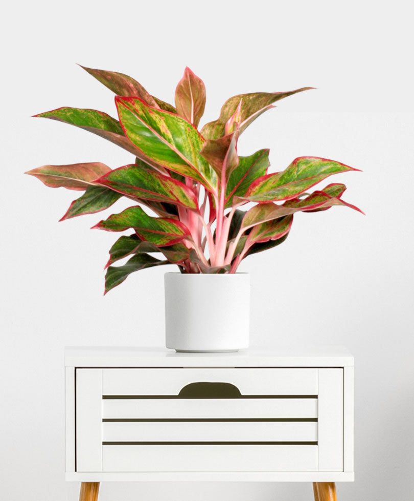 aglaonema commutatum crete Buy house plants now Chinese evergreen Aglaonema 'Crete'