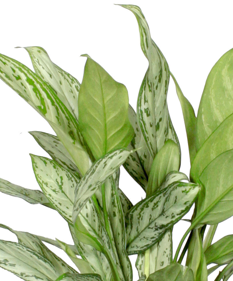 Chinese evergreen Aglaonema 'Silver Queen'