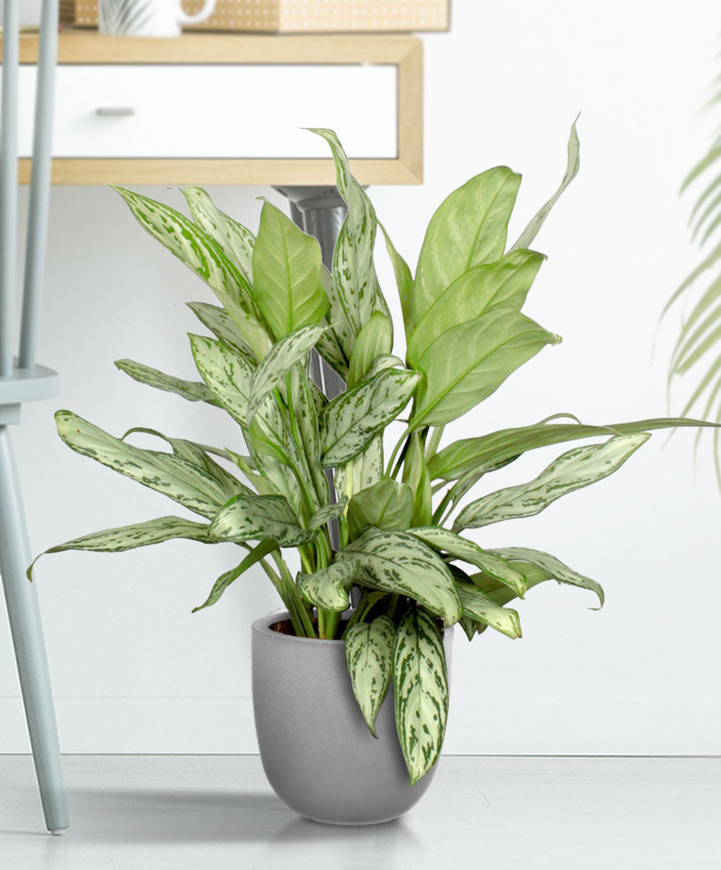 Chinese evergreen Aglaonema 'Silver Queen'